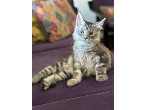 Maine coon - sadece ömürlük yuvalar seçilir