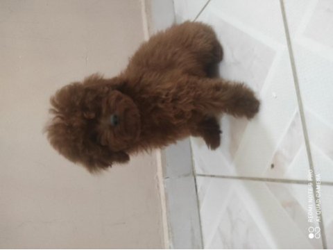 6 aylık bir karışa yakın kore poodle köpekler