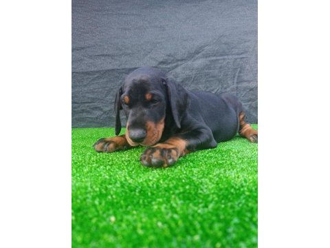A şecere safkan doberman yavruları