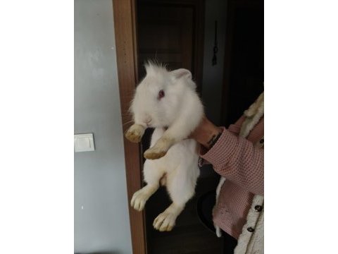 Yeni zelanda tavşanı 7 aylık dişi