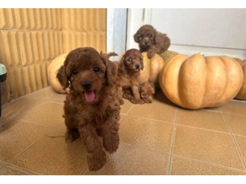 Birbirinden güzel #toypoodle yavrularımız 