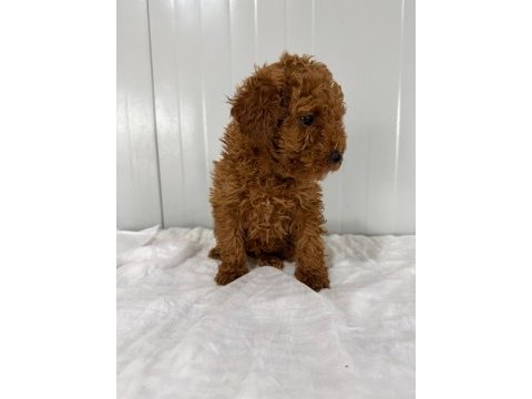 Poodle köpeğimizi kaçıran üzülür