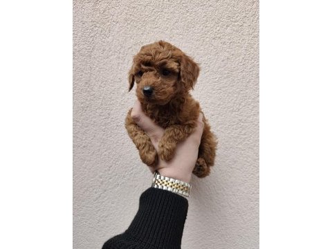 Orijinal toy poodle yavrular kocaeli