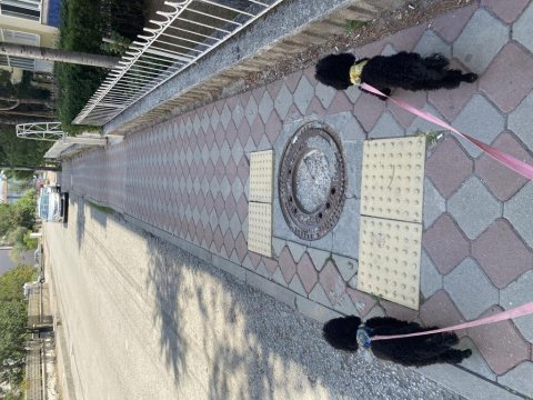 2 poodle cinsi köpek egitimli