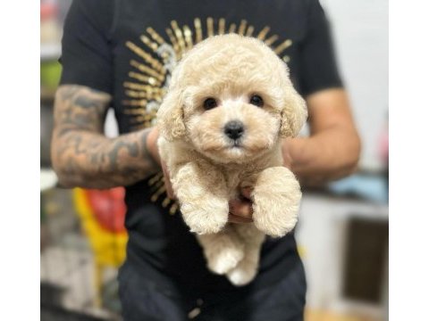 Maltipoo yavrularım