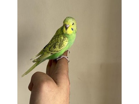 Bebek muhabbet kuşu yeni yeme düşmüş