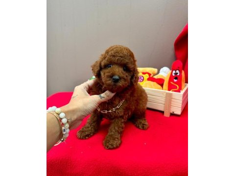 Safkan toy poodle yavrularımız