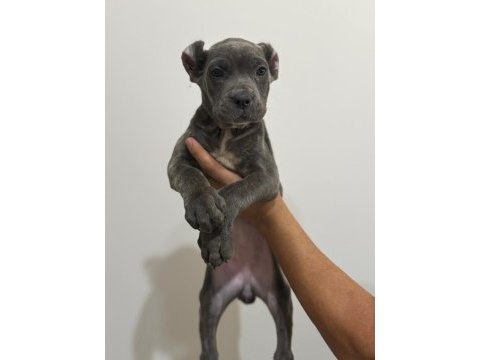 Blue cane corso dişi yavru