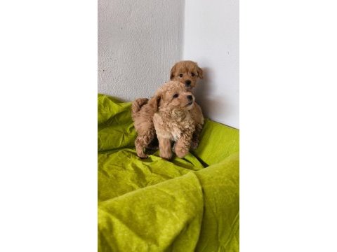 Maltipoo bebeklerimiz