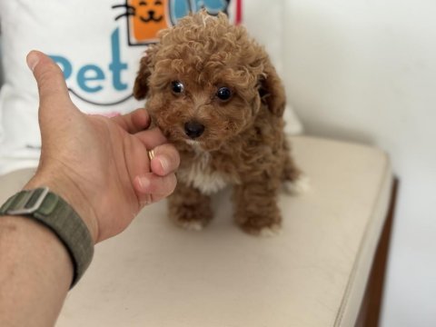 Petmode köpek çiftliğinde ziyarete açık kore maltipoo