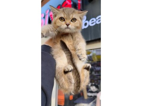 British shorthair golden kardeş dişi bebekler
