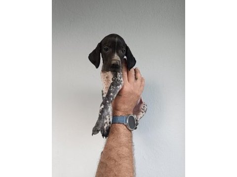Puanter bebek köpeğimiz