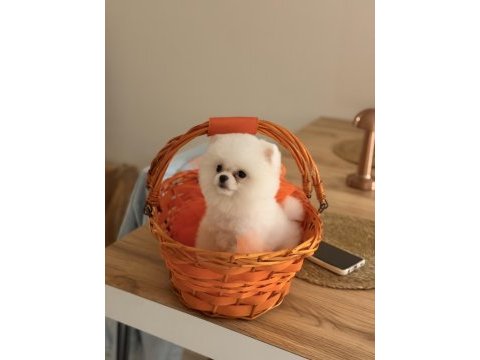 Teddy bear pomeranian yavrularımız