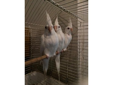 Yavru albino sultan papağanları