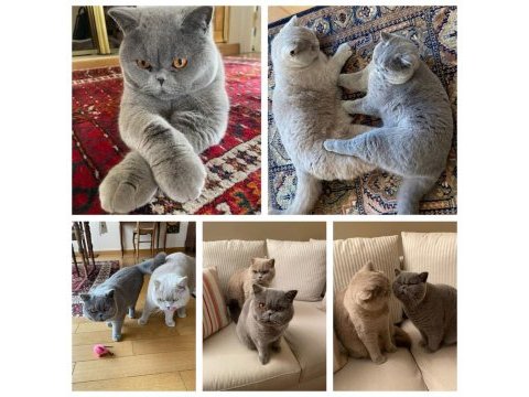 Lilac renk koca yanaklı british shorthair yavrular
