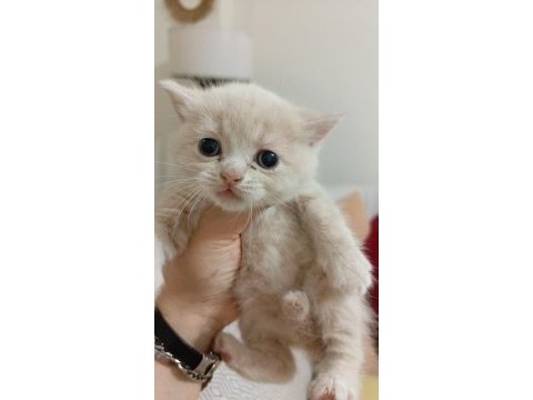 Dişi acil sahiplendirilecek kedimiz