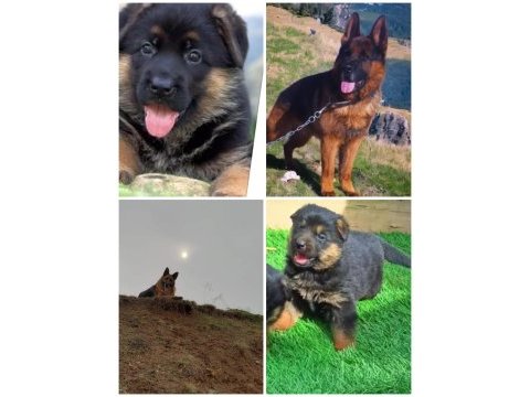 Showline erkek alman çoban köpeği yavru