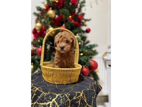 Toy poodle bebeklerimiz yuvasını arıyor