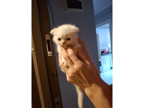 50 günlük scottish fold bebekler
