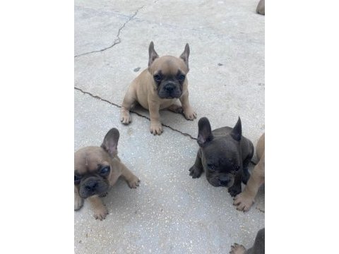 Fransız bulldog bebeklerimiz 66 günlük