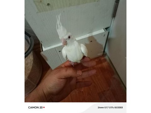Ter temiz albino sultan papağanı yavrular