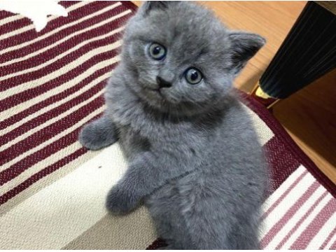 British shorthair kedisi