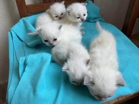 Yeni doğan kedilerime sıcak yuva aranıyor