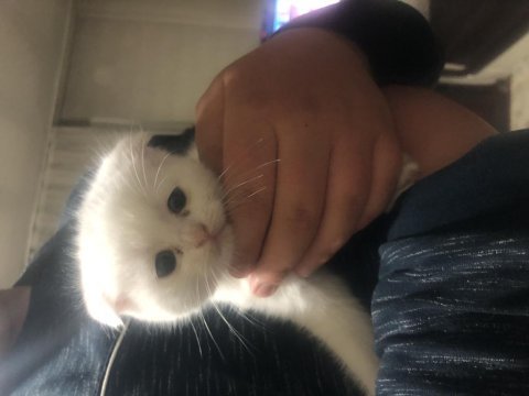 Minik scottish fold kuzularımız sahiplendirilecektir
