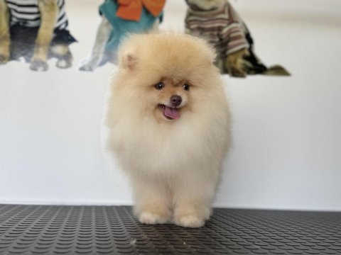 Çok özel tea cup pomeranian boo yavrularımız