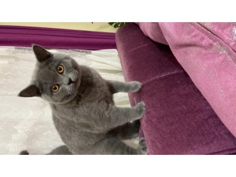 British shorthair kedimiz yekta yeni ailesini arıyor