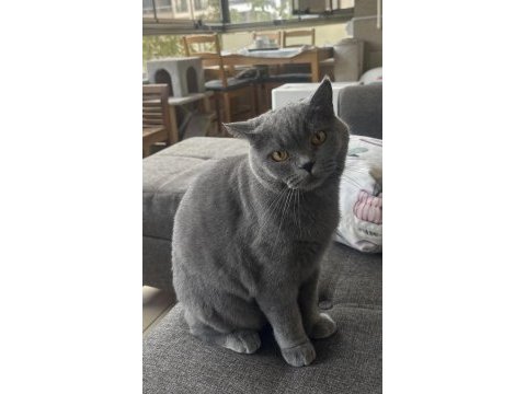 Ücretsiz british shorthair kedisi