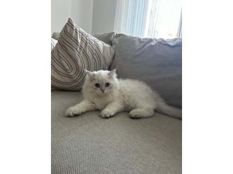 3.5 aylık british longhair yavru bundan sevimlisi yok