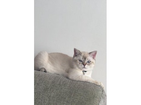 Sahiplendirilecek british shorthair 8 aylık