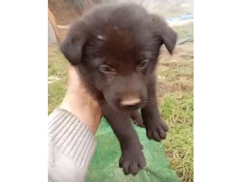 Alman kurdu black yavrularımız