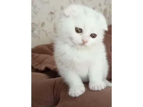 3 aylık dişi scottish fold