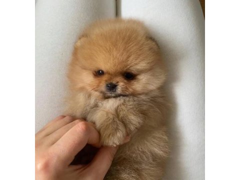Mükemmel ayı surat pomeranian boo