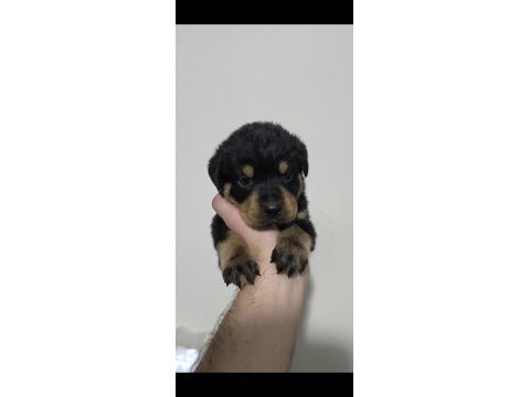 Kaliteli rottweiler yavrularımız