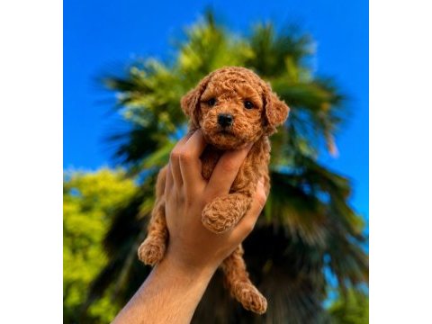 Premium redbrown toy poodle yavruları