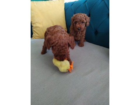 Show kalite toy poodle lar petmode köpek çiftliğinde
