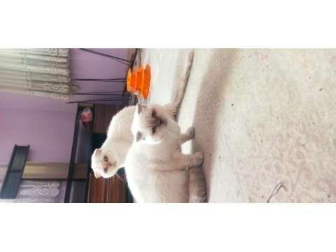 Scottish fold 1 yaşında dişi blue point