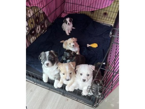 Minik yavrularımız jack russell