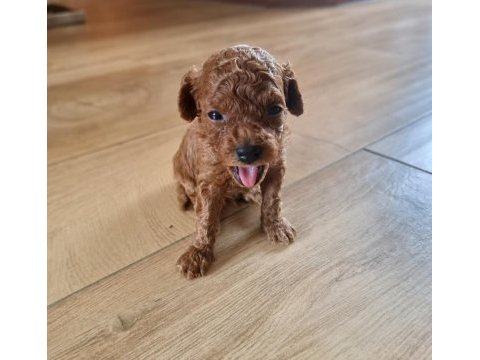 Toypoodle minik yavrularımız 