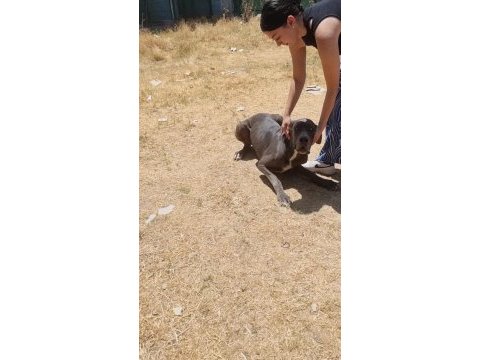 2 yaşında damızlık blue danua