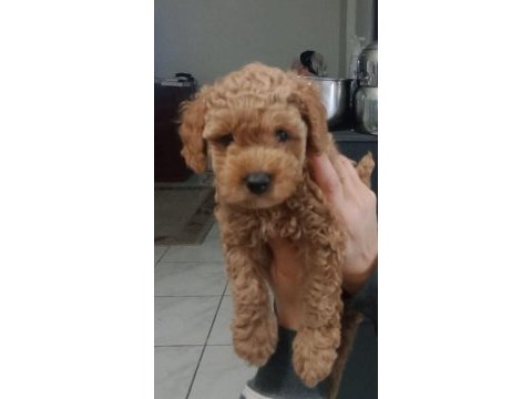 Red brown toy poodle
