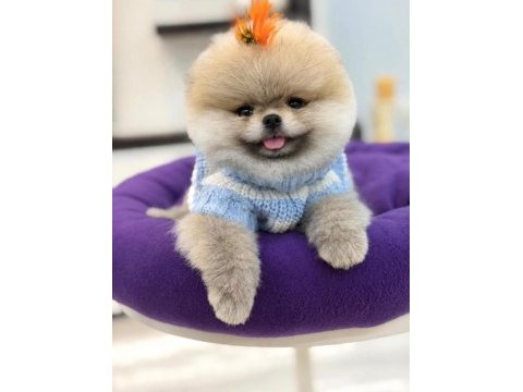 Sağlık ve ırk garantili pomeranian boo