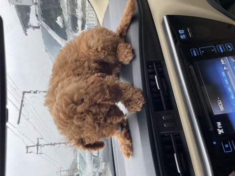 Red brown insan dostu toy poodle