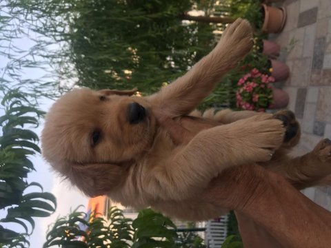 Safkan küt burun golden retriever yavrularımız