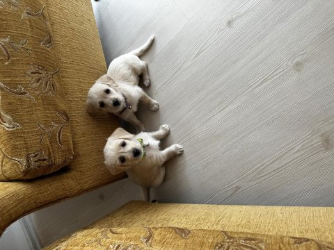Maltipoo yavru sahiplendirme