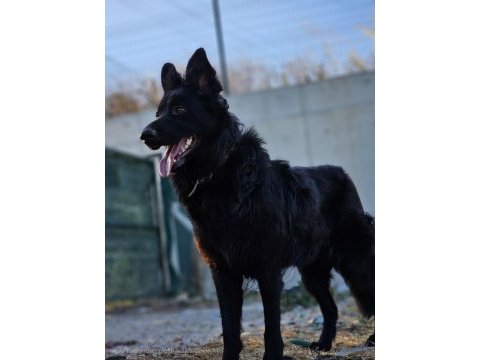 Safkan üst segment solid black yavrular