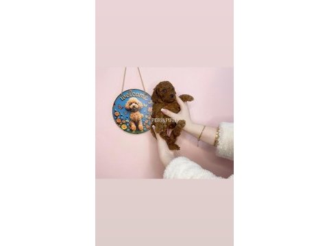Irk ve sağlık garantili toy poodle yavrularımız